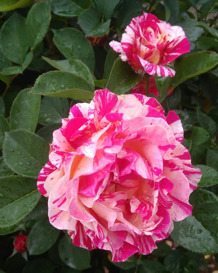Roseto d Monza