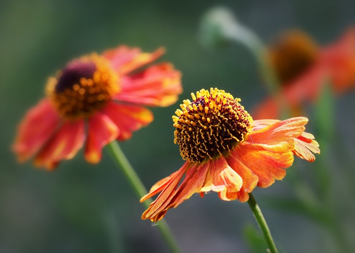 Common Sneezeweed/Helenium autumnale