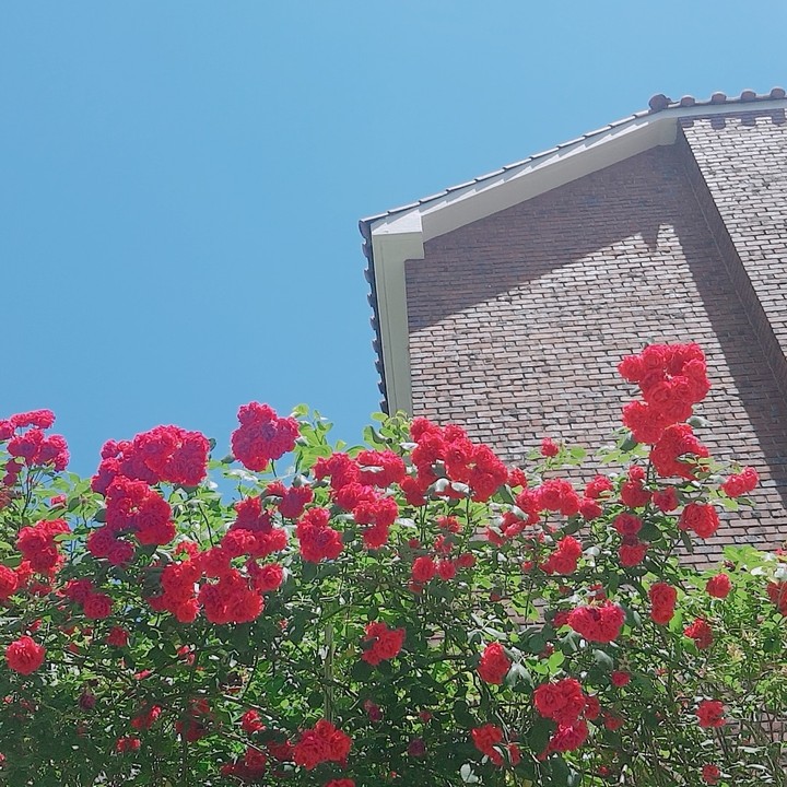 꽃