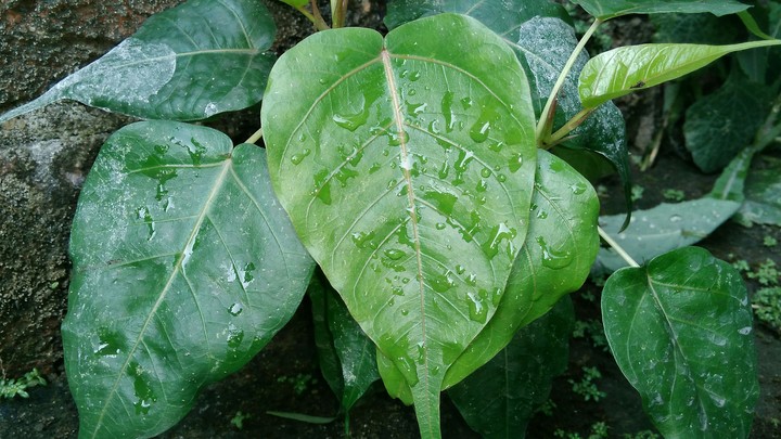 The morning dew.