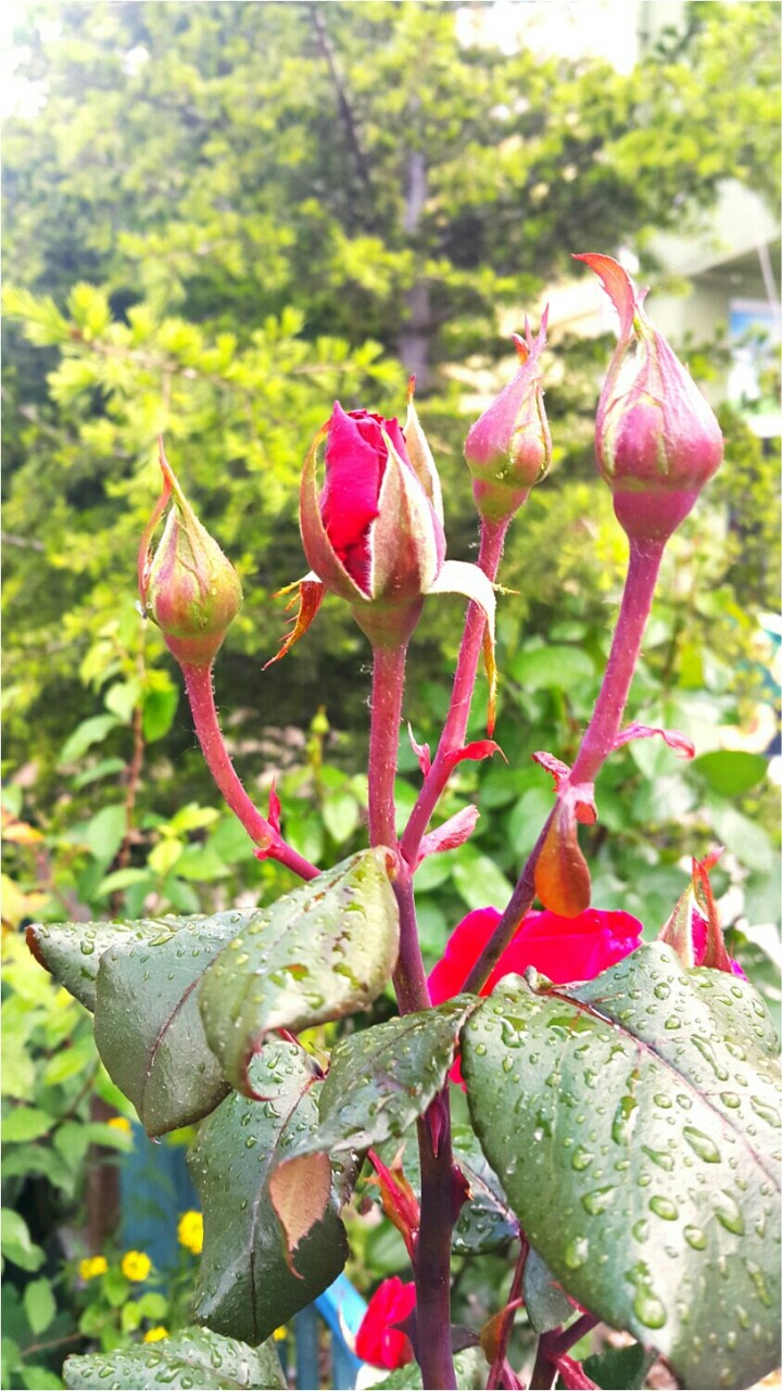rose