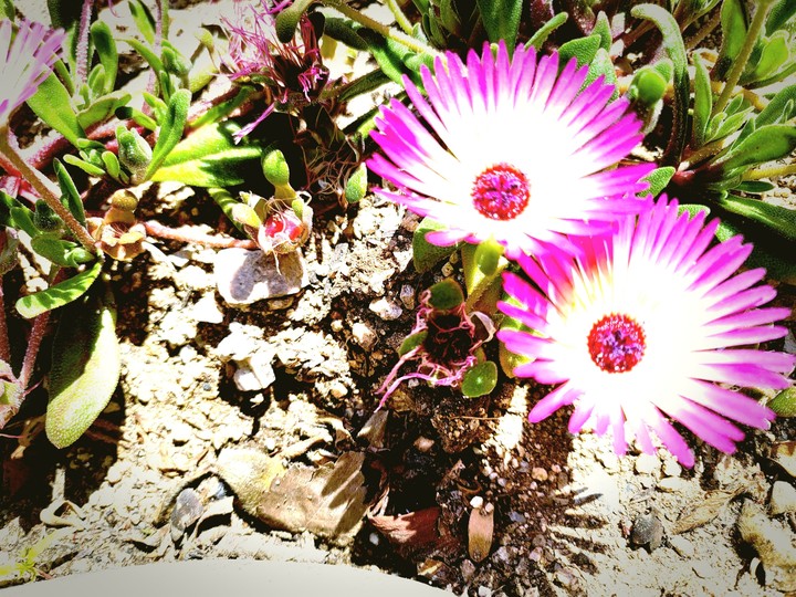 자연