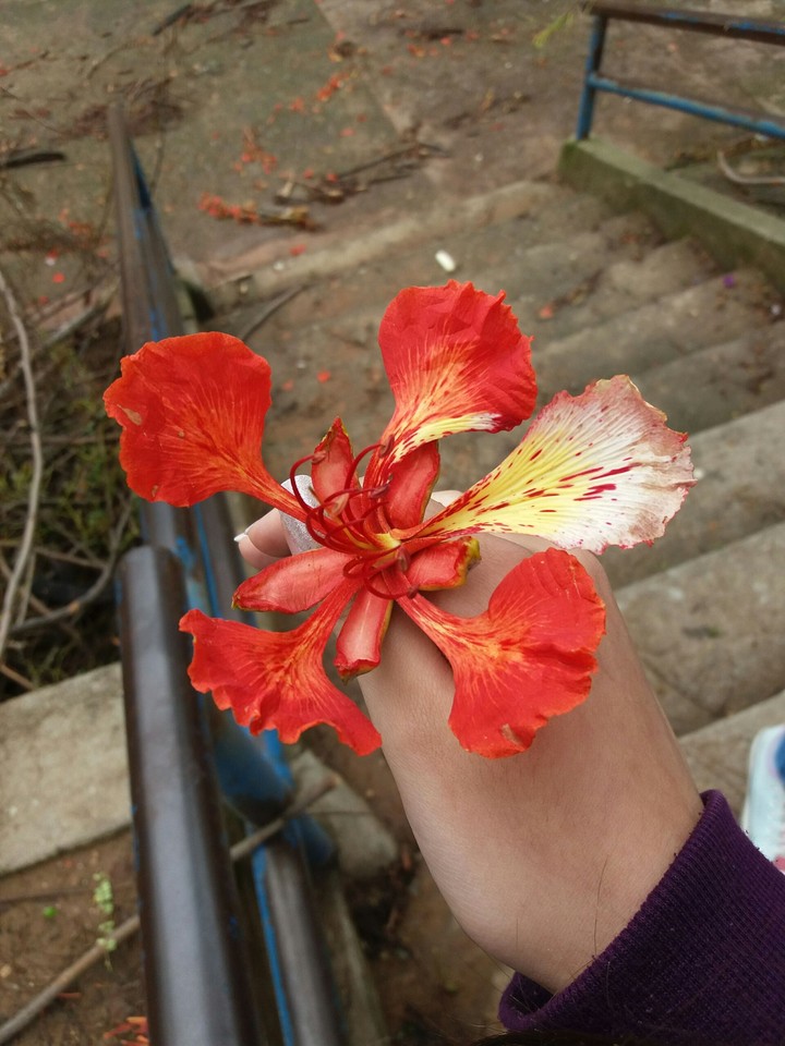 Flower
