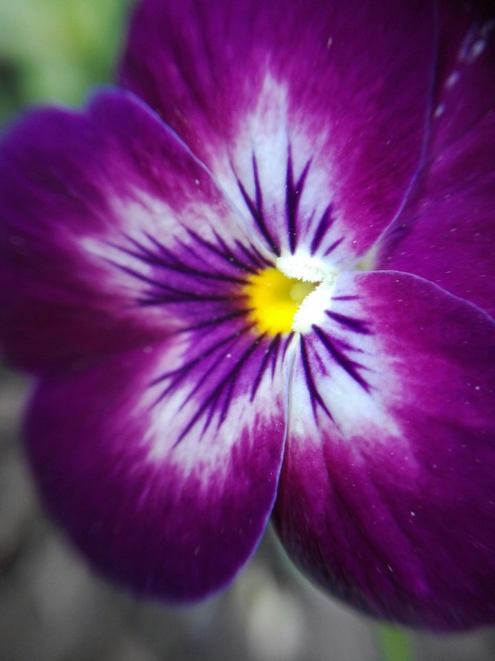 dreamy flower