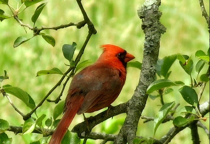 Red Cardinal