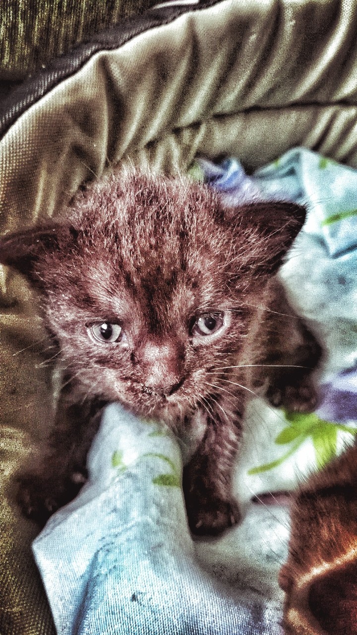 котенок