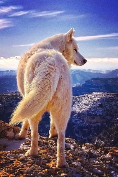 Wolf