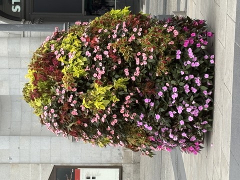 Flores - Madrid