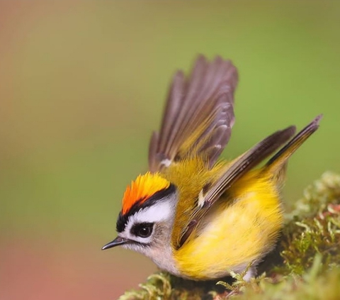 Bird