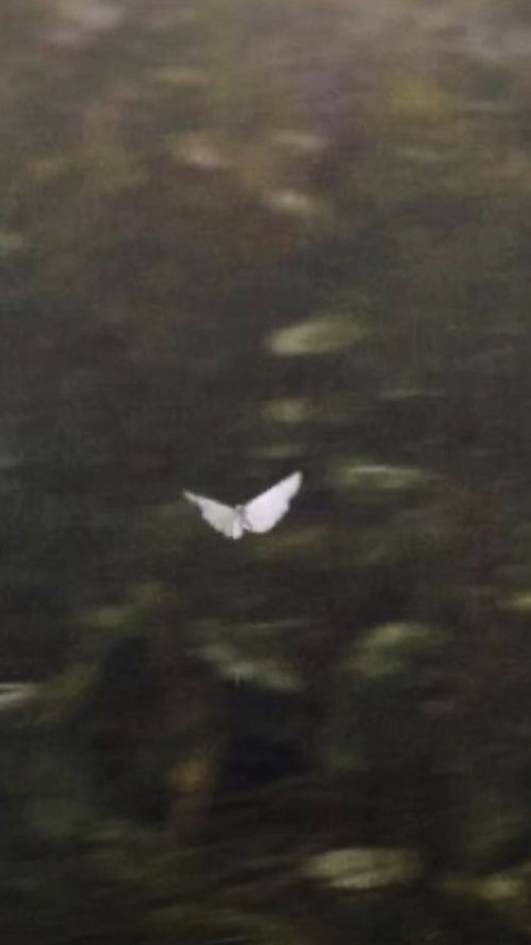 sfondi Water, bird