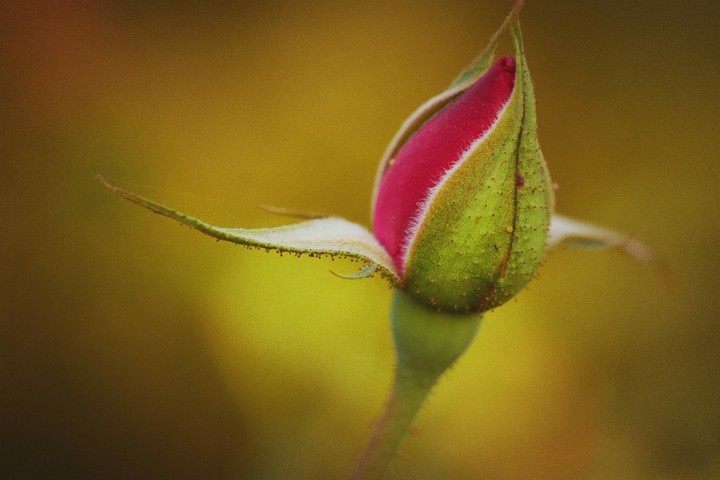 Rosebud