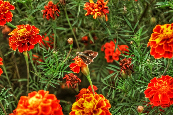 Butterfly having fun kashmir