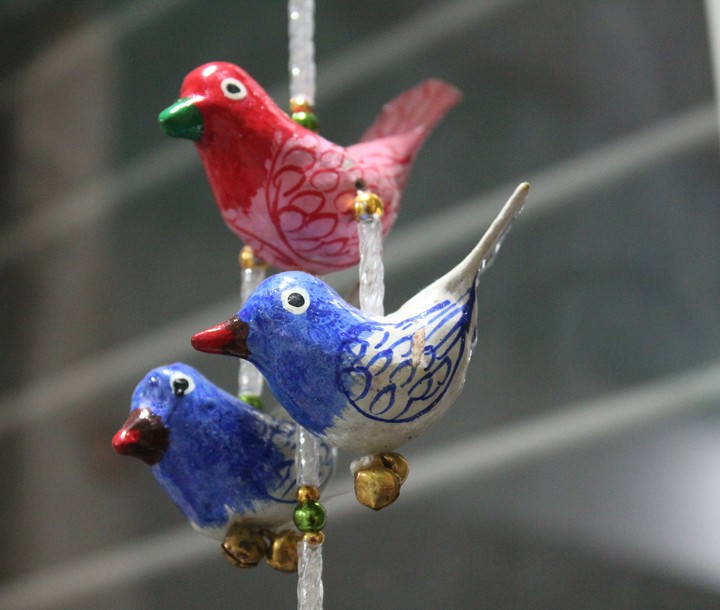 bird