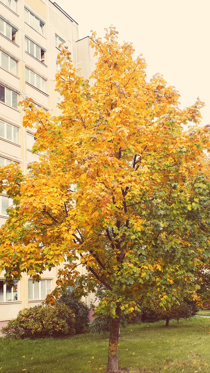 Arbor