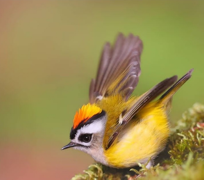 Bird