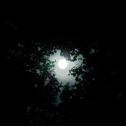 A Full Moon Peeking Through Foliage