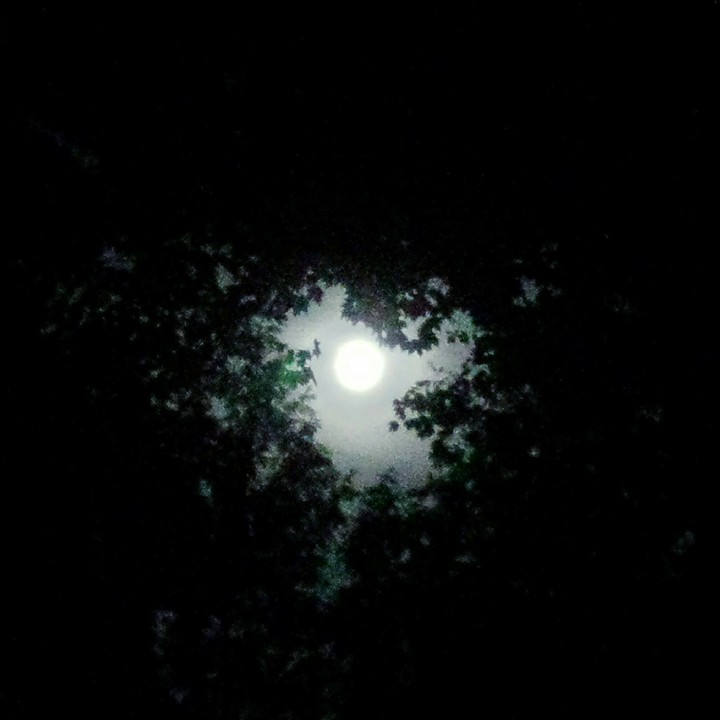A Full Moon Peeking Through Foliage
