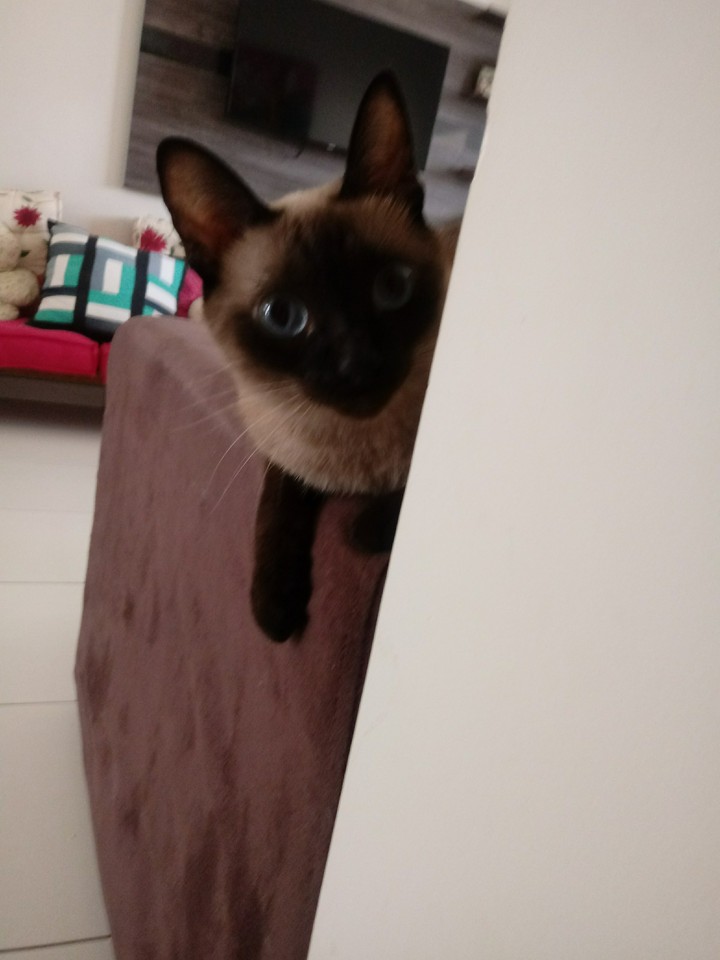 kat sendo cat