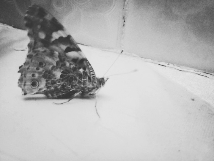 BALCK BUTTERFLY...