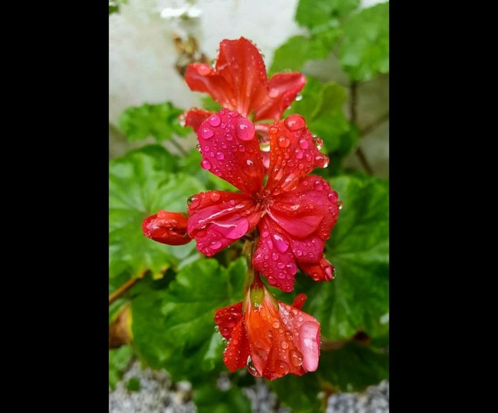 red flower