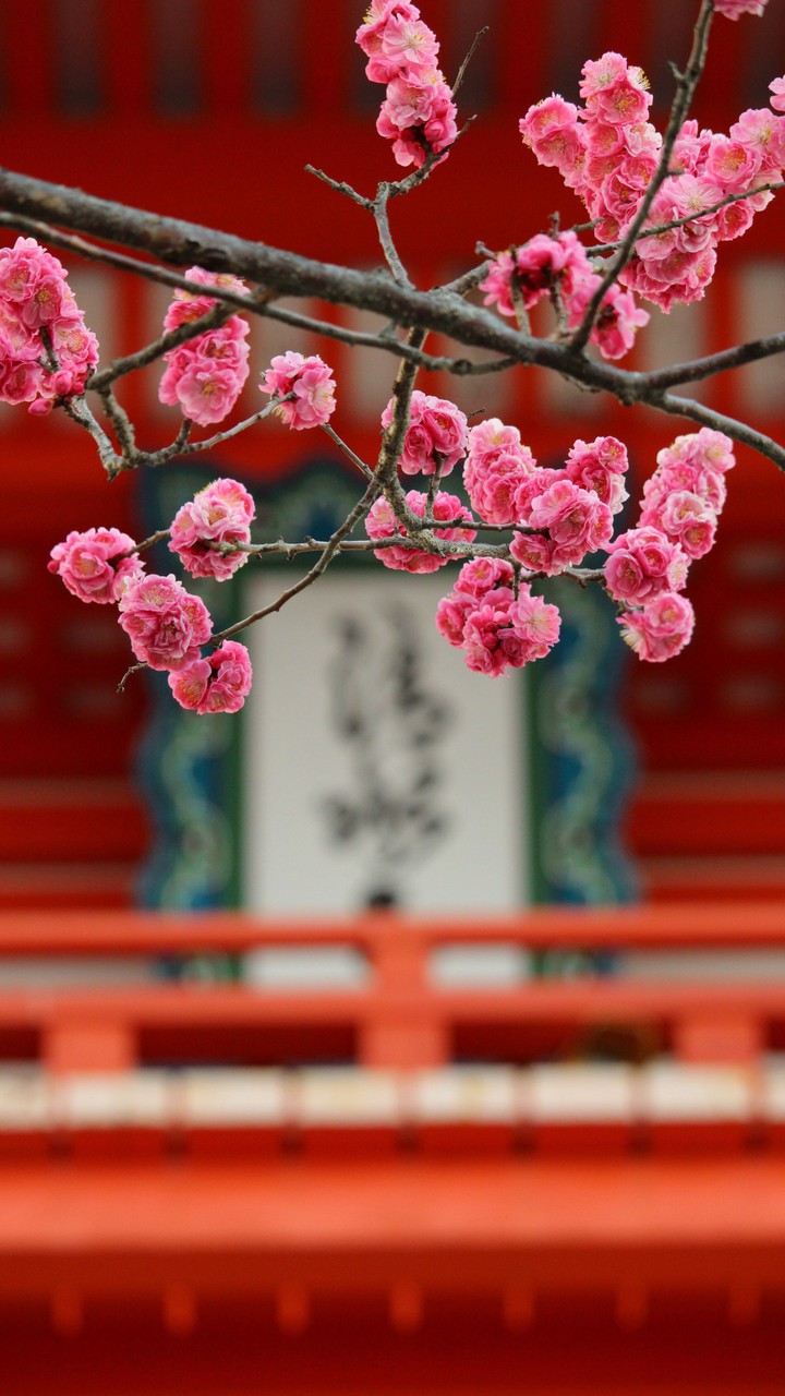 pink flower