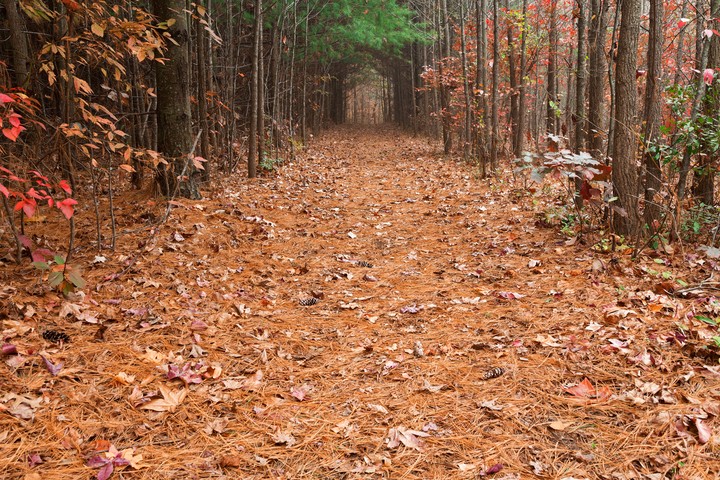 North Point Pine Trail