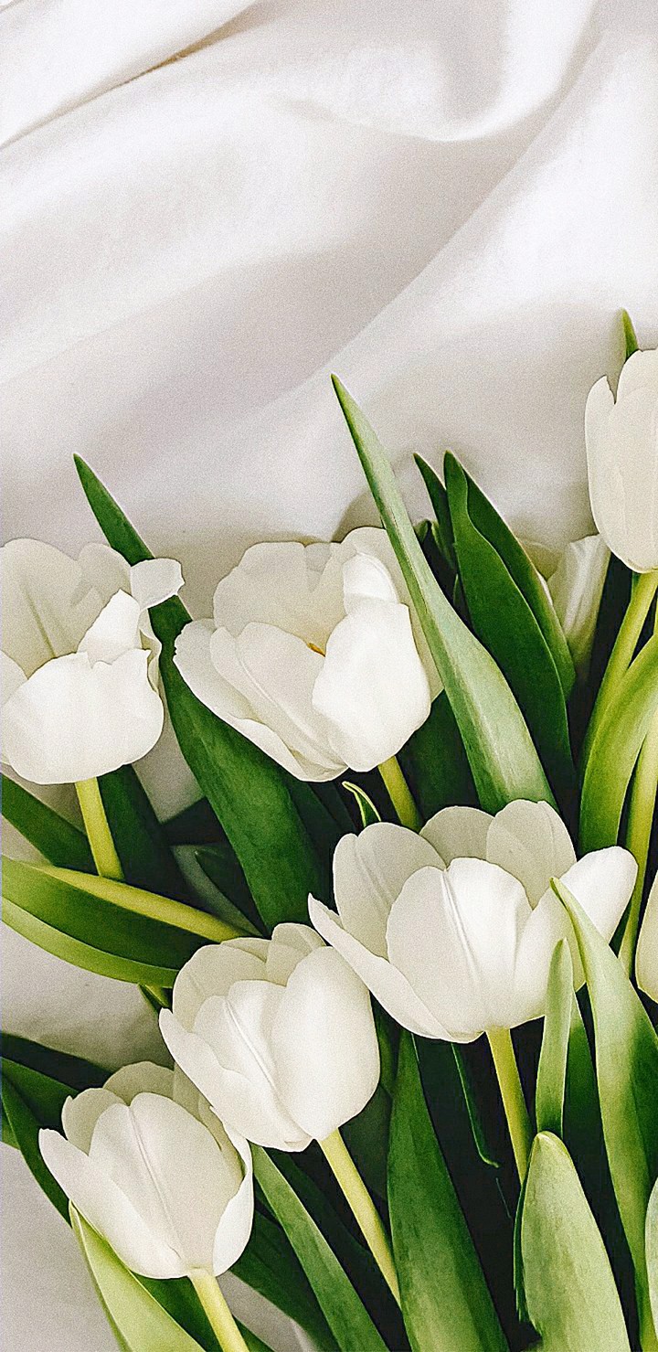 Garden tulip