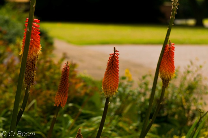 Red Hot Poker