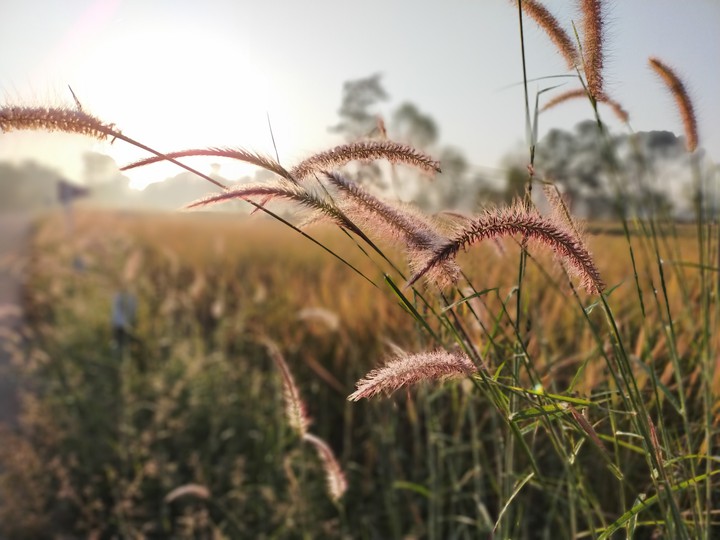 Grass
