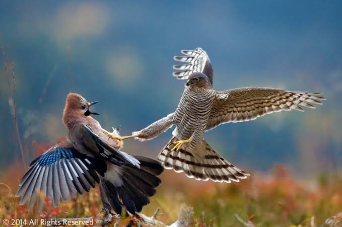 fight