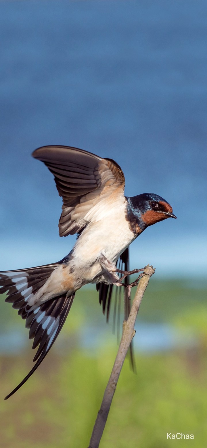 Bird