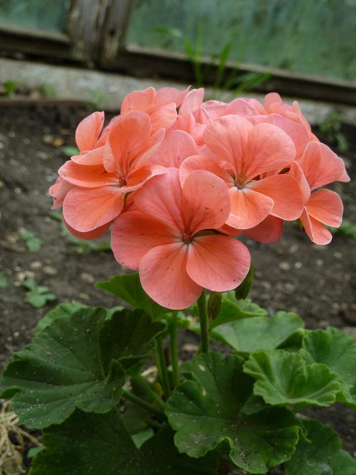 Geranium