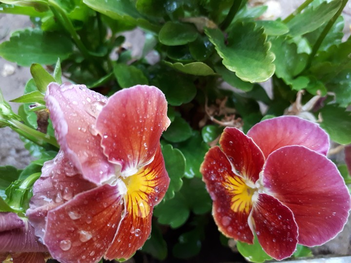 Flower