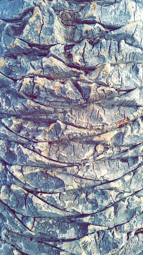 tree by me