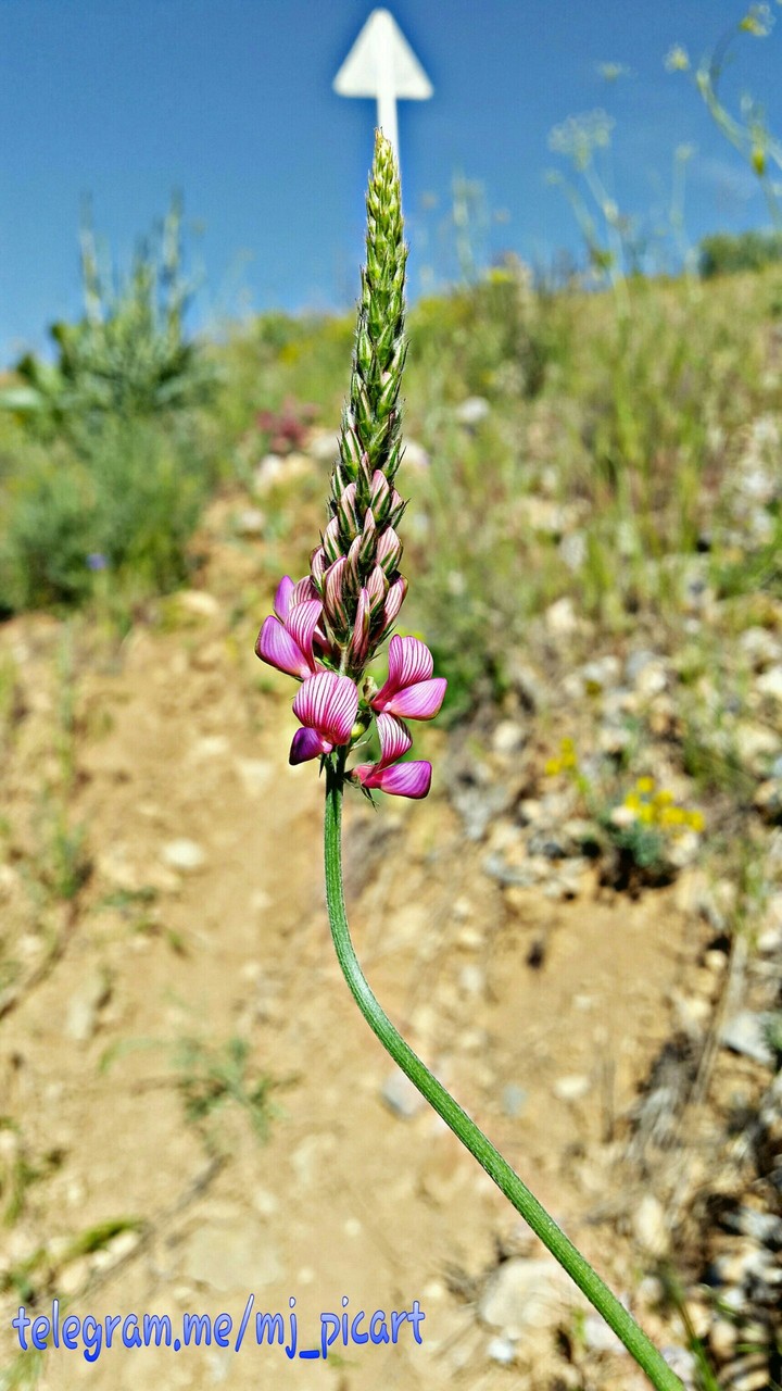 iran beauty