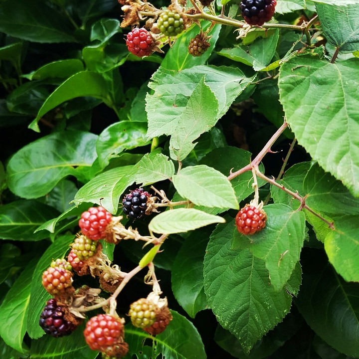 flora #cespuglio #frutta #lamponi