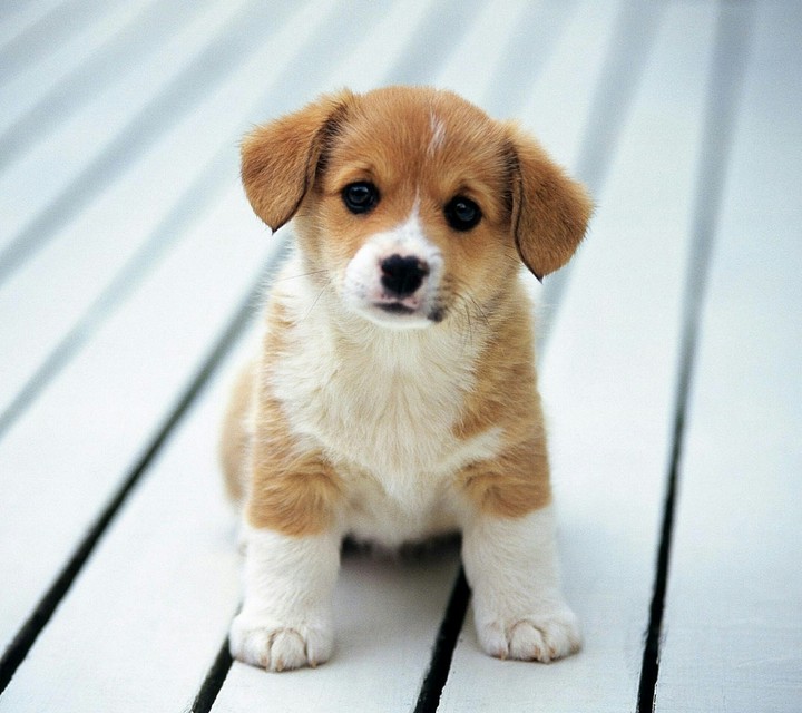 little puppy