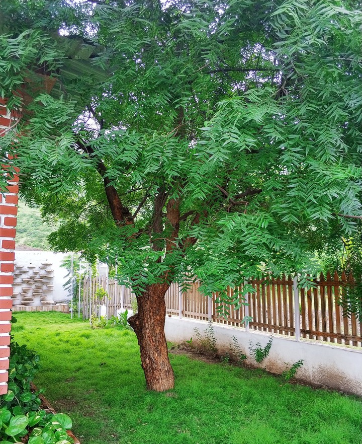 Lonely Tree