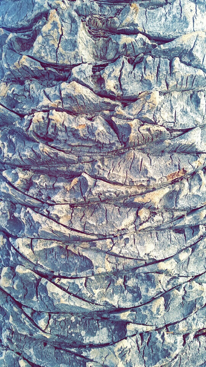 tree by me