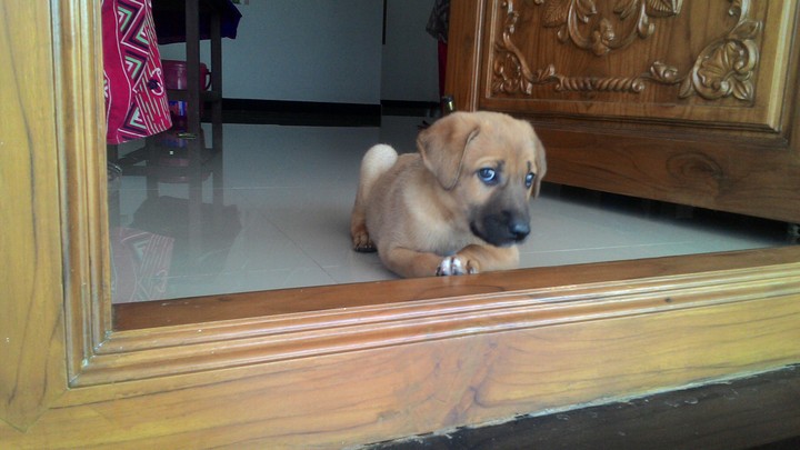 Puppy
