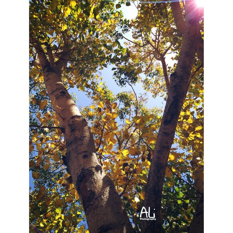 colourfull_leafs