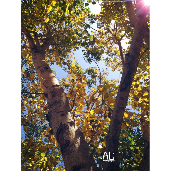 colourfull_leafs