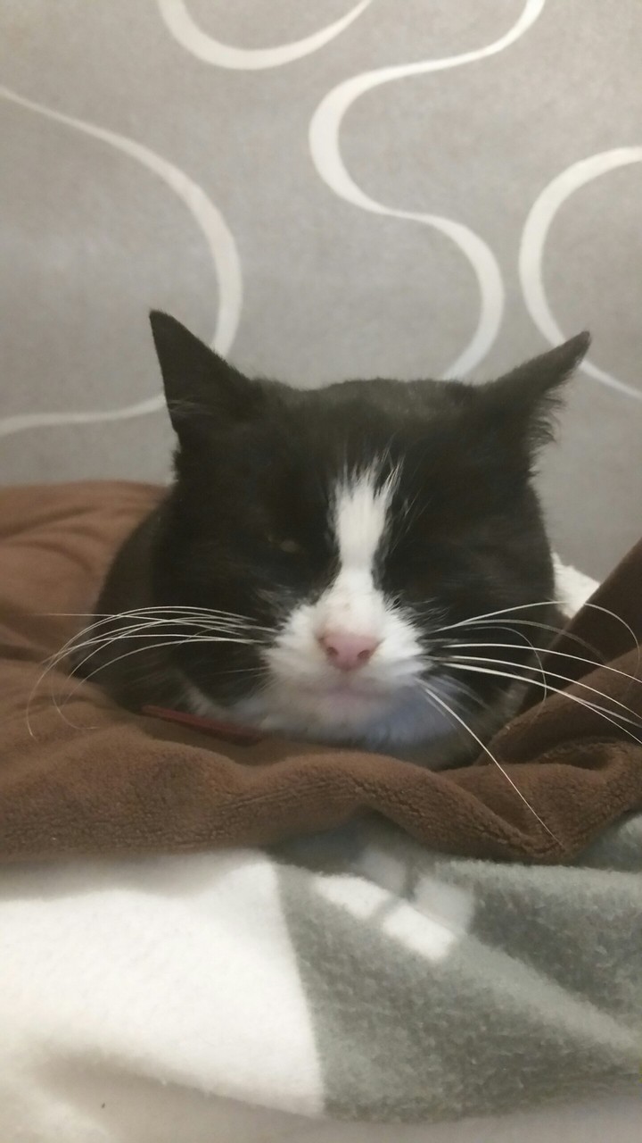 Katze