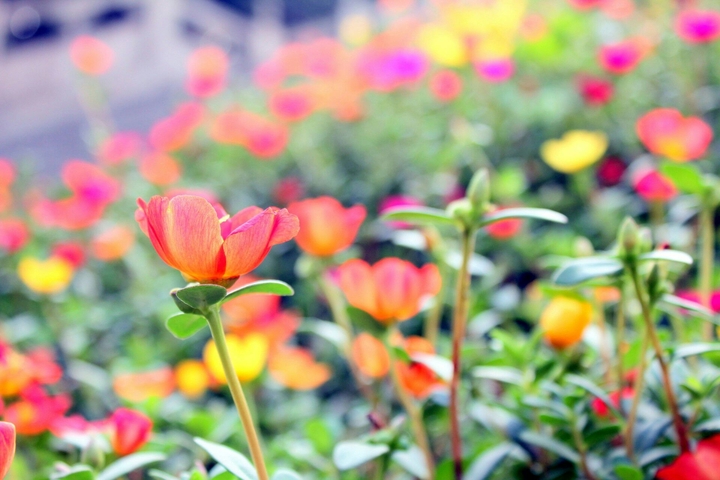 Flowers # beauty