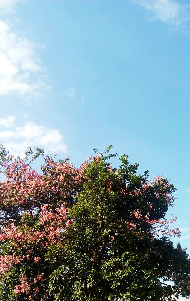 Pink Tree