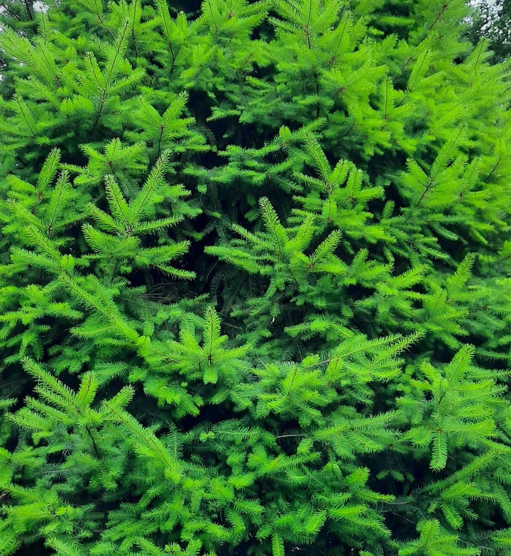 Forest