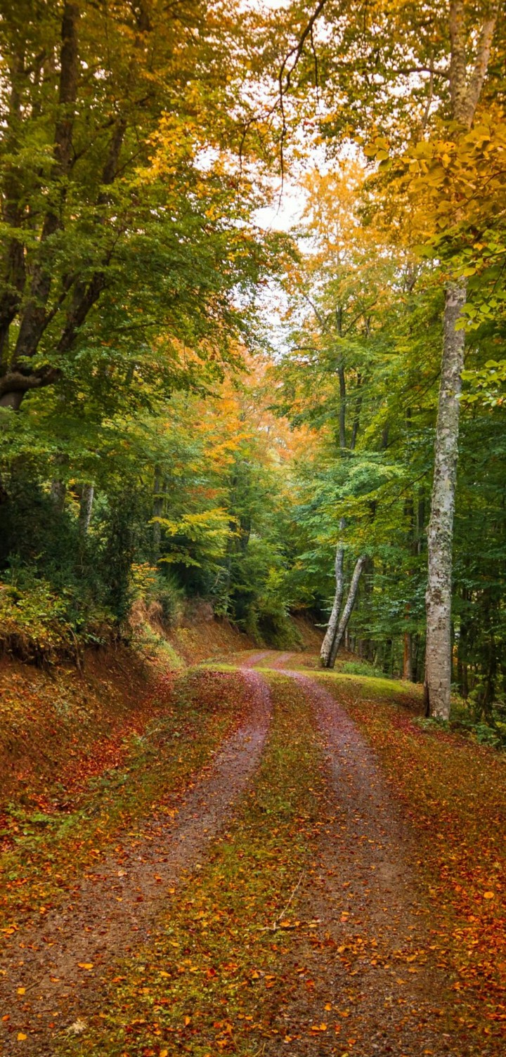 Nature  Осень