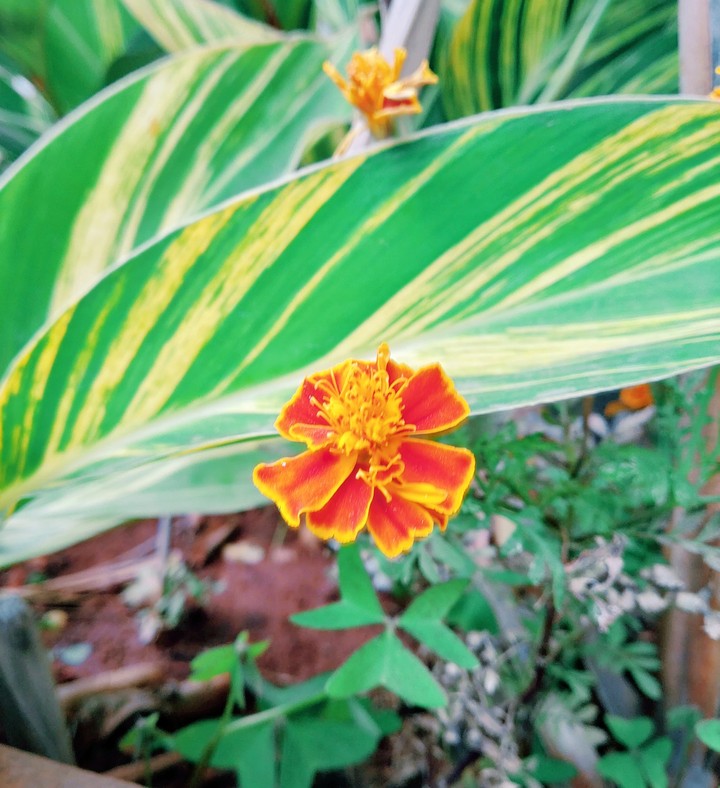 Orange flower
