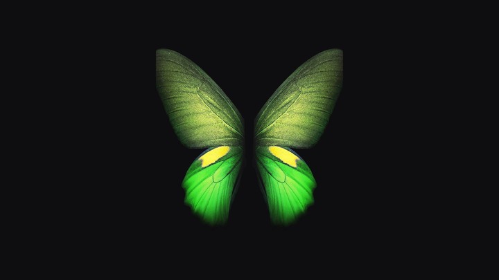 butterfly