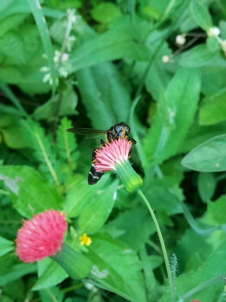Honey bee with Pink flower